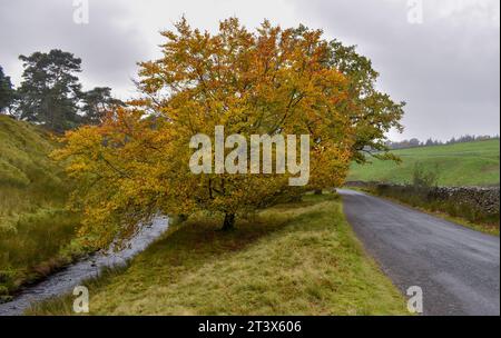 Ein Baum mit herbstlichen Farbtönen, der zwischen einem Fluss und einer schmalen Landstraße steht. Stockfoto