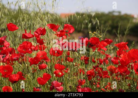 Wilde Mohnblumen wachsen an den Rändern eines Steinbruchs in der Nähe von Mostar in Bosnien-Herzegowina. Stockfoto