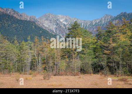 Herbstwald im Tal Stockfoto