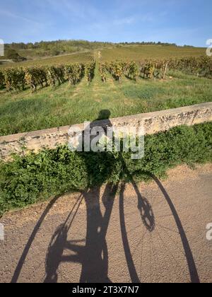 Der Schatten eines Radfahrers, der durch Weinberge in Burgund fährt. Stockfoto