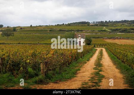 Rebreihen auf einem Weinberg in Burgund, Frankreich. Stockfoto