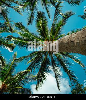 Tropische Aussicht auf Kokosnusshain miami Stockfoto