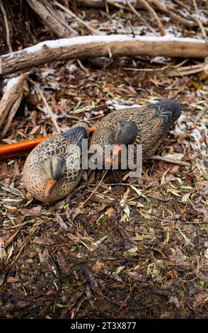 Entenköder, Paddel und frischer Schnee bedecken das Ufer in Janu Stockfoto