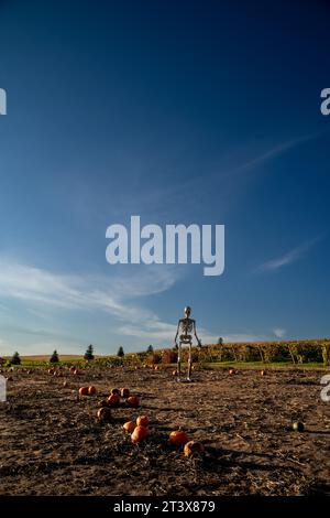 Hohe Skelett-Statue am hellen sonnigen Abend im Kürbis Patch Stockfoto