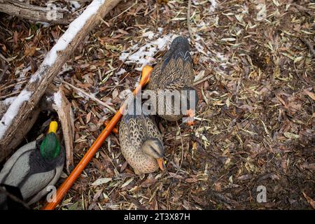 Entenköder, Paddel und frischer Schnee bedecken das Ufer in Janu Stockfoto