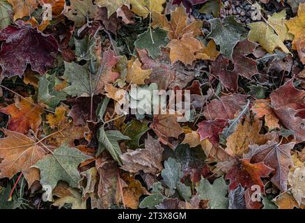 Bunte Herbstblätter auf dem Boden, bedeckt mit Raureif. Stockfoto