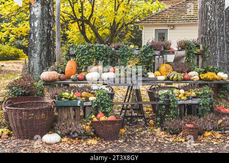 Herbstgarten mit Kürbissen und Körben mit Kürbissen auf dem Tisch Stockfoto