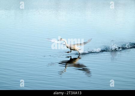 Weißer Schwan, der vom Wasser abhebt Stockfoto