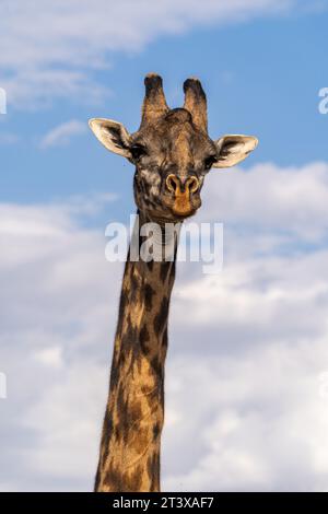 Selbstfahrende Safari durch die Wildnis Kenias Stockfoto