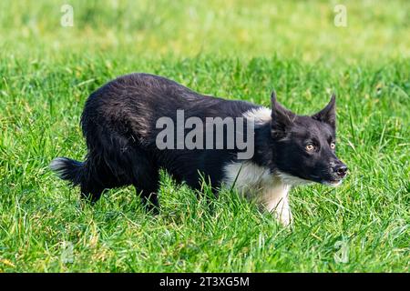 Schafhund in Ballydehob, West Cork, Irland. Stockfoto
