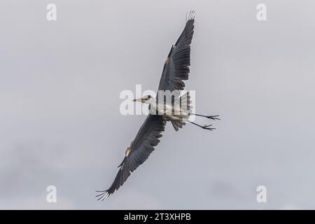 Bantry, West Cork, Irland. Oktober 2023. Bei einem kalten und nebeligen Start in den Tag in Bantry sucht ein Graureiher (Ardea cinerea) in Bantry Bay nach Fischen. Stockfoto