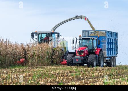 Mark Troy Agricultural Contractors, West Cork, Irland, erntet mit einem Claas Jaguar 990 Mähdrescher Mais und erzielt 25 Tonnen pro Hektar. Stockfoto