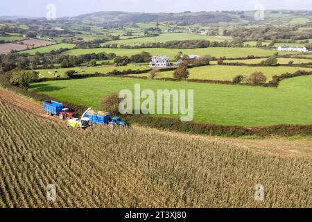 Mark Troy Agricultural Contractors, West Cork, Irland, erntet mit einem Claas Jaguar 990 Mähdrescher Mais und erzielt 25 Tonnen pro Hektar. Stockfoto