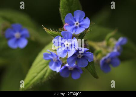 Eine Nahaufnahme der grünen Alkanet-Blumen Stockfoto