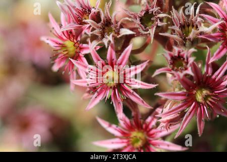 Die rosafarbenen Blumen von Sempervivum, Haus Leek Stockfoto