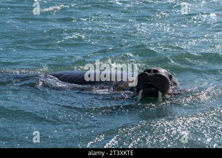 Walrosse (Odobenus rosmarus), Edgeoya, Svalbard-Inseln, Norwegen. Stockfoto