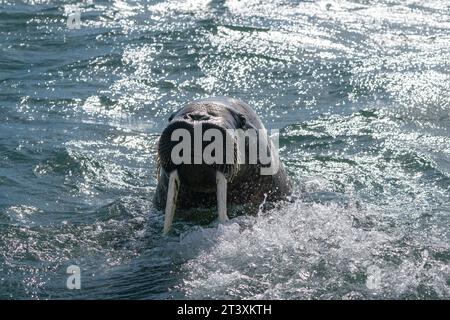 Walrosse (Odobenus rosmarus), Edgeoya, Svalbard-Inseln, Norwegen. Stockfoto