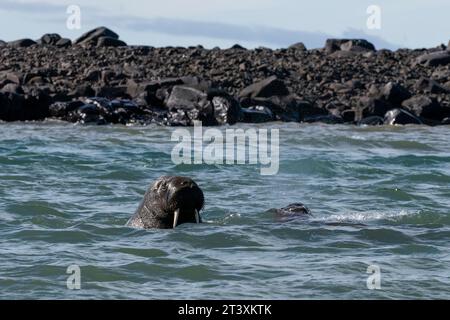 Walrosse (Odobenus rosmarus), Edgeoya, Svalbard-Inseln, Norwegen. Stockfoto