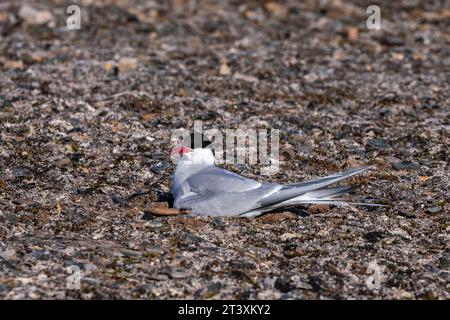 Arktische Seeschwalbe (Sterna paradisaea) bei Nest, Mushamna, Waldfjord, Spitzbergen, Svalbarden, Norwegen. Stockfoto