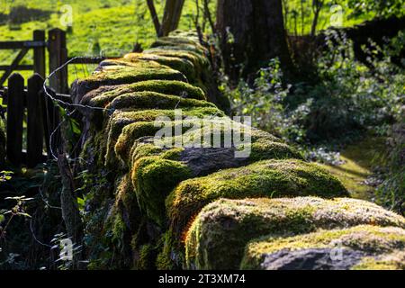 Eine moosbedeckte alte Steinmauer im Wald in Wycoller, Lancashire. Stockfoto