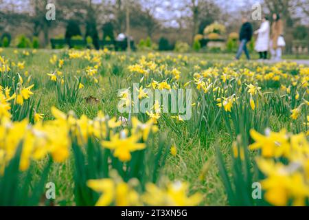 Narzissen blühen, während die Menschen ihre Zeit im Regent’s Park, London, verbringen. Stockfoto