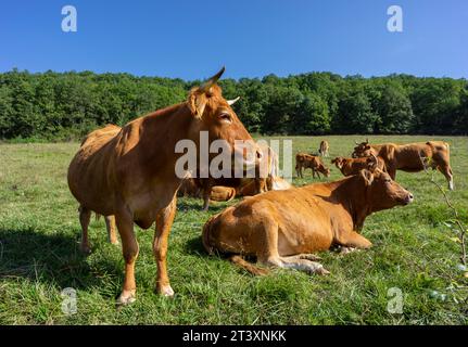 Herde von blonden d'aquitaine Kühen, regionaler Naturpark Ariège Pyrenäen, Arize-Massiv, Französische Republik, Europa. Stockfoto