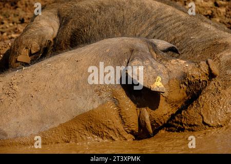 Niara de cerdos Negros, Finca Es Bosch Vell, Santa Margalida, Mallorca, Balearen, Spanien, Europa. Stockfoto