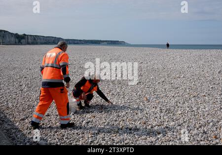 Stadtarbeiter sammeln Steine am Strand von Fecamp, Frankreich, Frankreich, Normandie, 2023 Stockfoto