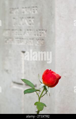 Rote Rose vor Einem Grabstein eines Kriegsgrabes Eines Soldaten, der im Ersten Weltkrieg auf See starb, am Hollybrook war Memorial Southampton UK Stockfoto