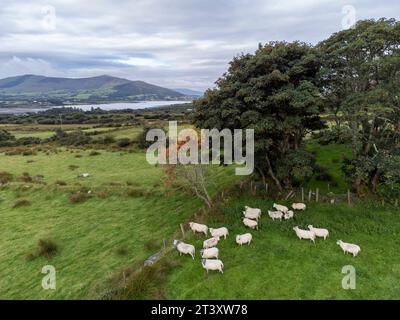 Kleine Schafherde, Castlequin Loop Walk, Cahersiveen, Irland, Vereinigtes Königreich. Stockfoto