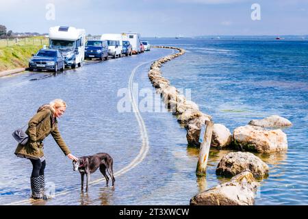 Hund auf überfluteter Straße. Milford on Sea, New Forest, Hampshire, England, Vereinigtes Königreich, Europa Stockfoto