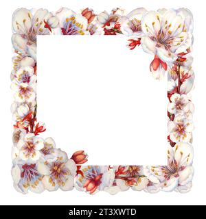 Quadratische Aquarellrahmen mit blühenden Aprikosenzweigen und Blumen. Abbildung isoliert auf weißem Hintergrund Stockfoto