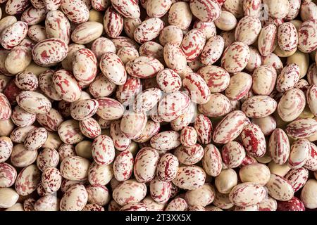 Cranberry-Bohnen. Frische Bio-Borlotti-Bohnensamen. Stilvoller, moderner Essenshintergrund. Magenta-Farbe. Kreatives Lebensmittelbild. Lebensmittelgeschäft, diätetische Kulisse Stockfoto