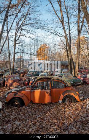 Verlassene Autos in PENNSLYVANIA DIESER MYSTERIÖSE Friedhof ist voll mit über 200 Volkswagen Autos, die über ein halbes Jahrhundert alt sind, einschließlich des legendären Stockfoto