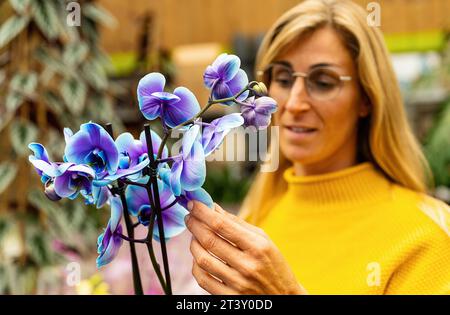 Frau untersucht Orchideenblume im Gartencenter, um sie für ihr Zuhause zu kaufen. Einkaufen im Gewächshauskonzept Stockfoto