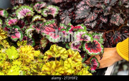 Wählen Sie in einem Gartencenter oder Supermarkt verschiedene Begonia rex- oder Royal Begonia-Blumen aus. Einkaufen im Gewächshauskonzept Stockfoto