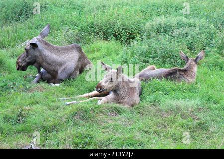 Elche oder Elche, Alces wapiti im natürlichen Lebensraum Stockfoto