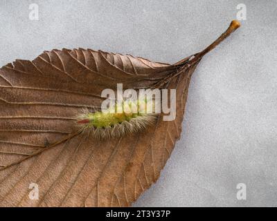 Blasser Tussock Moth Calliteara pudibunda auf Buchenblatt. UK. Stockfoto