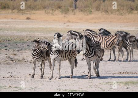 Diese Zebraherde spielte, ein Paar kämpfte mit geringer Intensität, während eine andere sich abstaubte. Stockfoto