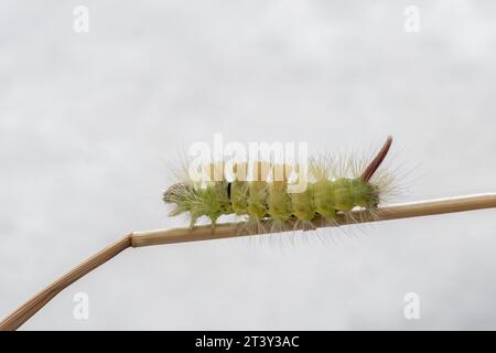 Blasser Tussock Motte Calliteara pudibunda am Stiel. Stockfoto