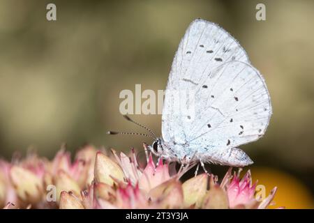 Nahaufnahme eines Stechpalmenblauen Schmetterlings (Celastrina argiolus) auf Sedum „Matrona“ Stockfoto