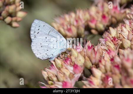 Nahaufnahme eines Stechpalmenblauen Schmetterlings (Celastrina argiolus) auf Sedum „Matrona“ Stockfoto