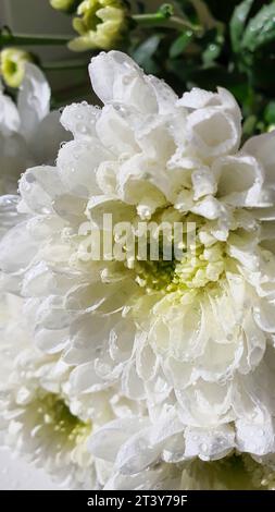 Strauß weißer Chrysanthemen. Auf den Blütenblättern sind Wassertropfen und Schmuck. Kann für Karten, Cover verwendet werden. Stockfoto