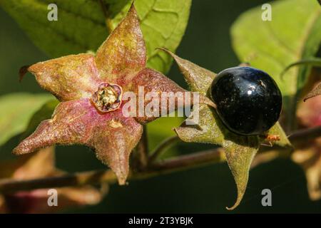 Tödlicher Nachtschatten (Atropa belladona), eine giftige Beere Stockfoto