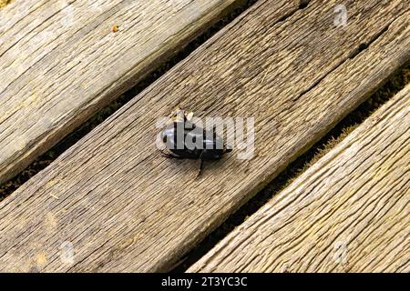 Erstaunliche Nahaufnahme eines Dynastinae oder Nashornkäfers am Boden Stockfoto