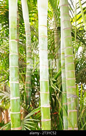 Braune Bambusstiele in einem Garten, nordchina Stockfoto