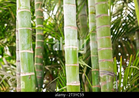 Braune Bambusstiele in einem Garten, nordchina Stockfoto