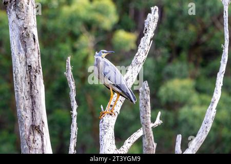 Ein weißer Reiher, Eretta novaehollandiae, in einem toten Eukalyptusbaum. Am Kennett River, an der Great Ocean Road, Australien. Stockfoto