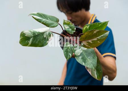 Philodendrone rosa Prinzessin Marmor König Stockfoto