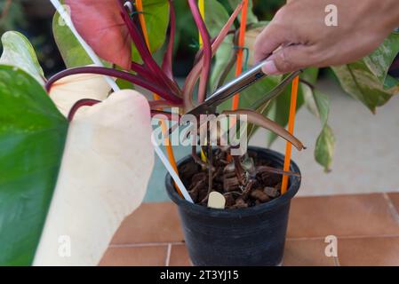 Schneiden Sie den Philodendron Red Smaragd für die Pflanze Stockfoto